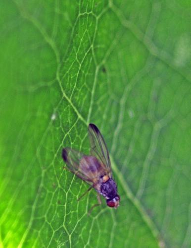 Palloptera sp.